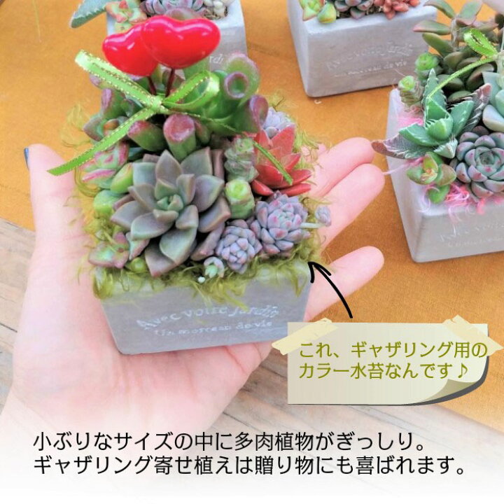 楽天市場 多肉植物 寄せ植え プランツデザイナーｎａｏｋｏ セメント鉢 ギャザリング ハートピック お祝い 誕生日 ギフト プレゼント 開店祝 人気 送料無料 ロスフラワー企画 岡部グリーン有限会社