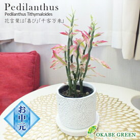 楽天市場 商売繁盛 観葉植物 花 観葉植物 花 ガーデン Diyの通販
