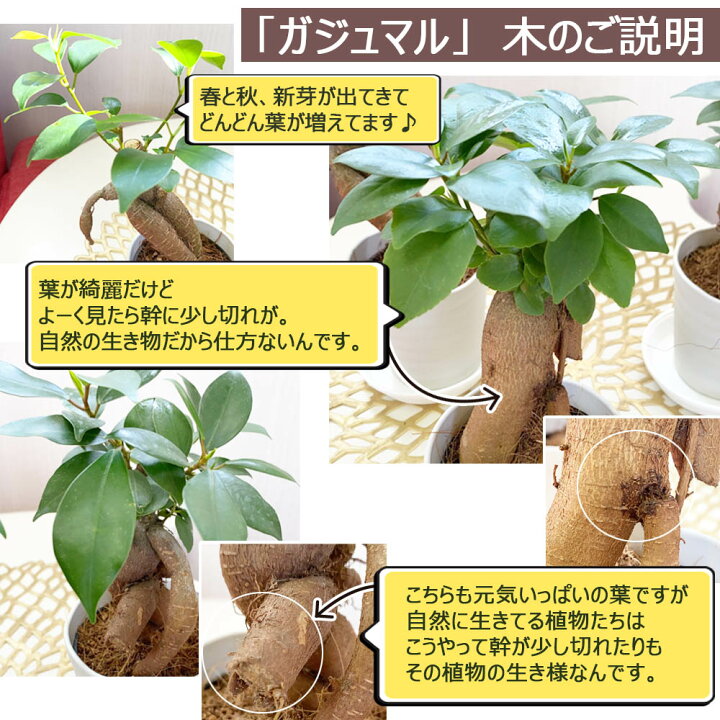 楽天市場 お中元 ギフト ガジュマル 小さい ３号 鉢植え アウトレット 361円off 白セラアート鉢 受皿付き ギフト プレゼント 観葉植物 母の日 ギフト おしゃれ 花言葉 多幸の木 がじゅまる ご自宅用 インテリア 御中元 ギフト プレゼント ロスフラワー企画 岡部