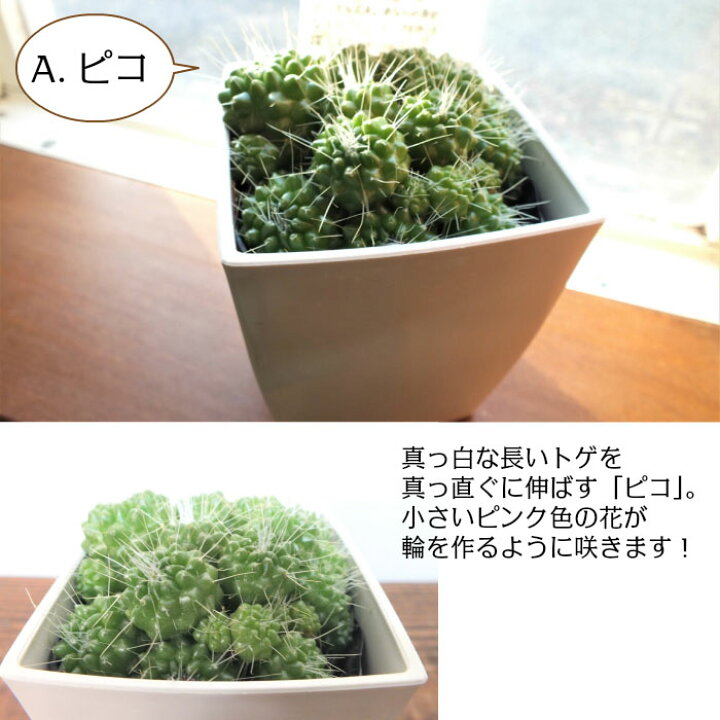 金のなる木 黒プラ鉢 3 5号 ゴールドラメ付 選べる 多肉植物 観葉植物 おしゃれ お祝い プレゼント ギフト 風水 種類一覧 父の日 最大58 オフ 金のなる木 黒プラ鉢 3 5号 ゴールドラメ付 選べる 多肉植物 観葉植物 おしゃれ お祝い プレゼント ギフト 風水 種類一覧 父の日 最大58 オフ