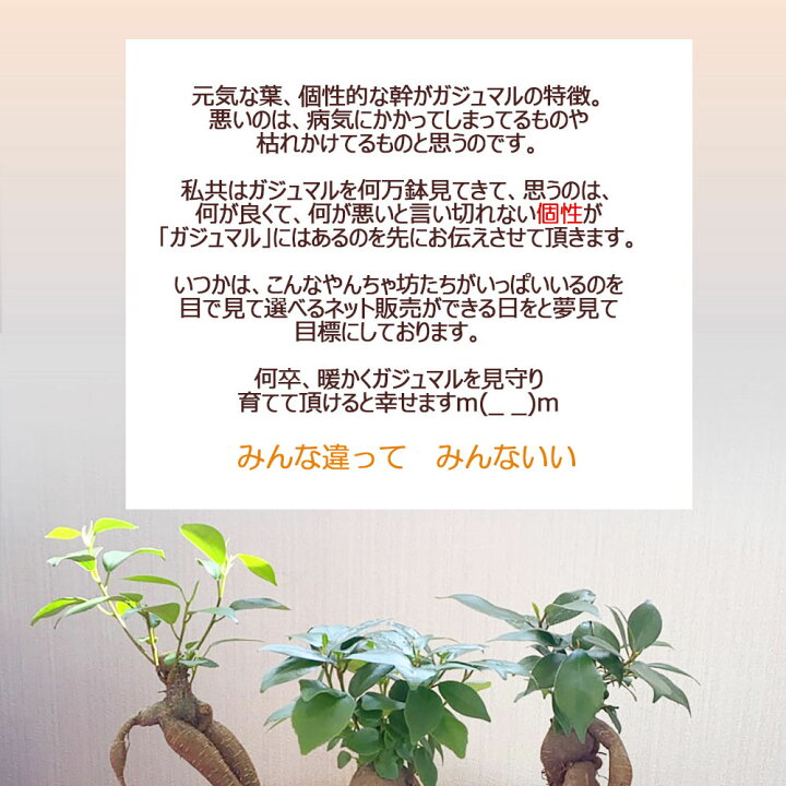 楽天市場 お中元 ギフト ガジュマル 小さい ３号 鉢植え アウトレット 361円off 白セラアート鉢 受皿付き ギフト プレゼント 観葉植物 母の日 ギフト おしゃれ 花言葉 多幸の木 がじゅまる ご自宅用 インテリア 御中元 ギフト プレゼント ロスフラワー企画 岡部