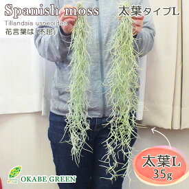 【店内全品P5倍決算セール3/31まで】 観葉植物 スパニッシュモス L 太葉 ウスネオイデス エアプランツ ティランジア 人気 壁掛け 吊り下げ エアープランツ おしゃれ インテリア 送料無料