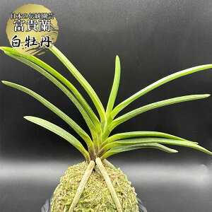 xM O yiz 1{ ͂ڂ T605 tEL tE  