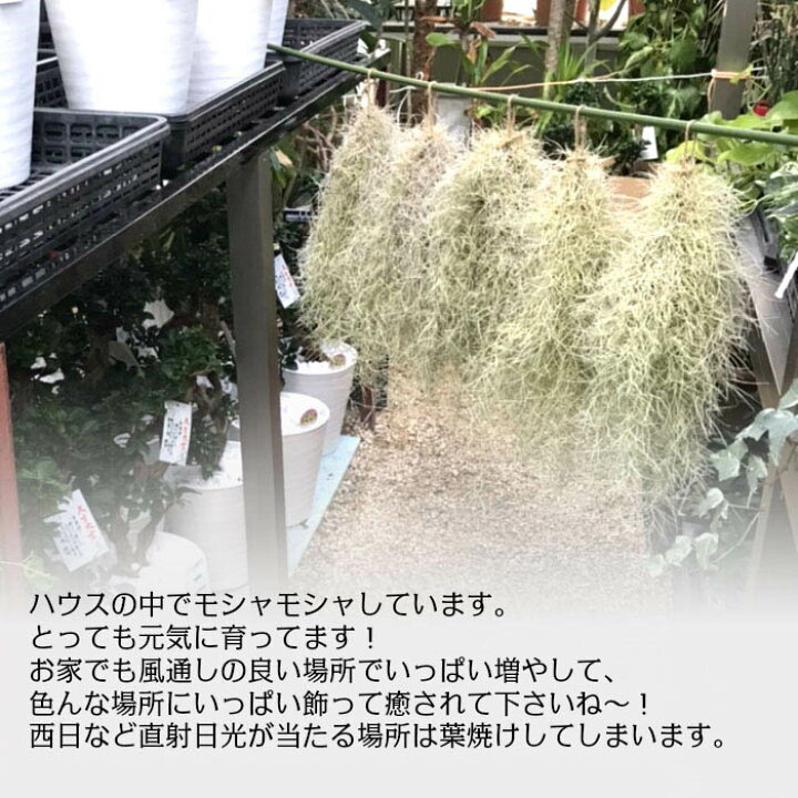 楽天市場 スパニッシュモス ｓ 細葉 太葉 ウスネオイデス エアプランツ ティランジア エアープランツ 壁掛け 吊り下げ 人気 観葉植物 母の日 ギフト おしゃれ インテリア ディスプレイ 送料無料 岡部グリーン有限会社