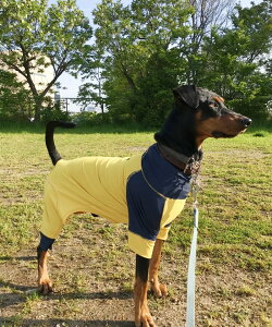 Ȃ p[X ^ ^   DOG TVc z  UVJbg UPF50+ { VFeB_VA {[_[R[ RbJXpjG uh[ S[fgo[ X_