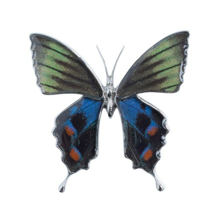 楽天市場 Psyche 現品 本物の蝶の翅 アゲハ蝶 ブローチ兼ペンダント ミヤマカラスアゲハ Zps025r Miyama オウン ピー アクセサリー