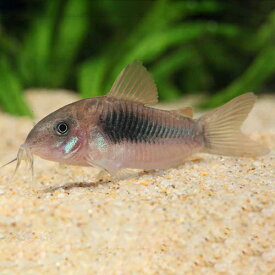 コリドラス アエネウス 1匹 (2～3cm程度) 観賞魚 魚 アクアリウム 熱帯魚 ペット　定番種