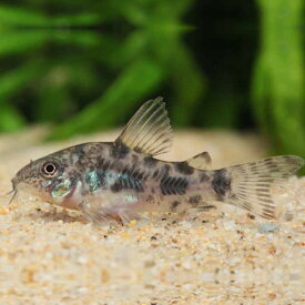 コリドラス・パレアタス 1匹 (2～3cm程度) 観賞魚 魚 アクアリウム 熱帯魚 ペット　定番種