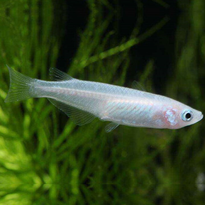 楽天市場 白メダカ 1匹 2 3cm程度 メダカ 観賞魚 アクアリウム ペット 未来アクアリウム 楽天市場店