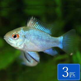 楽天市場 ブルー 種 観賞魚 シクリッド 観賞魚 熱帯魚 アクアリウム ペット ペットグッズの通販