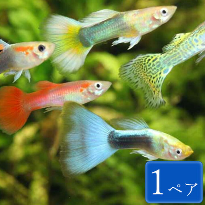 楽天市場 グッピー 色ミックス 1ペア 3 4cm程度 観賞魚 魚 アクアリウム 熱帯魚 ペット スターターフィッシュ 初心者 未来アクアリウム 楽天市場店