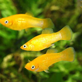 ブラッドオレンジモーリー 1匹 観賞魚 熱帯魚 魚 アクアリウム ペット