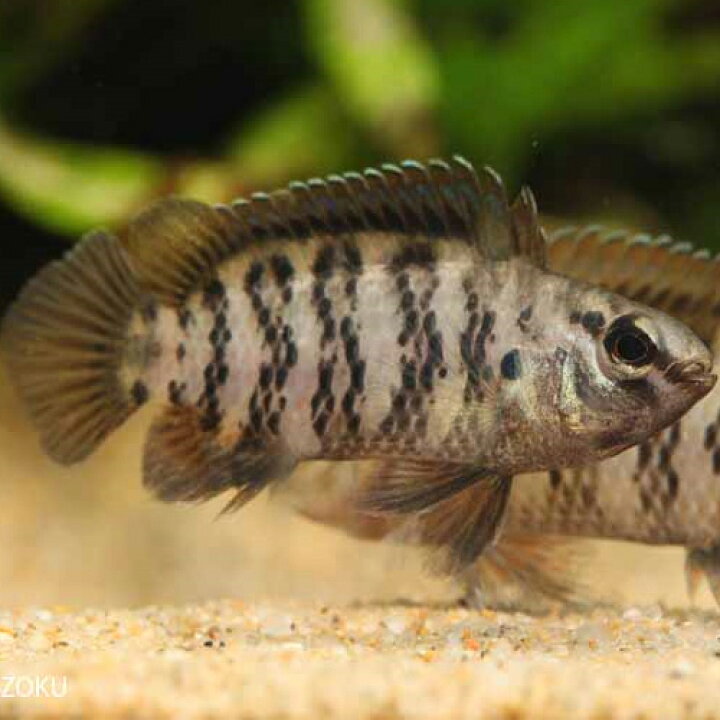 楽天市場 バジスバジス インド 1匹 2 3cm程度 観賞魚 魚 アクアリウム 熱帯魚 ペット 未来アクアリウム 楽天市場店