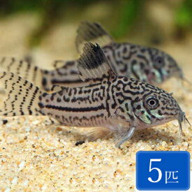 コリドラス・ジュリー 5匹 (2～3cm程度) 観賞魚 魚 アクアリウム 熱帯魚 ペット