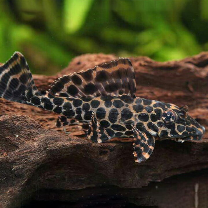 楽天市場 マーブルセルフィンプレコ 1匹 4 5cm程度 観賞魚 魚 アクアリウム 熱帯魚 ペット プレコ 未来アクアリウム 楽天市場店