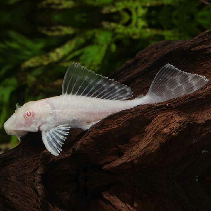 楽天市場 アルビノマーブルセルフィンプレコ 1匹 ブリード ヒポストムス コクリオドン 観賞魚 魚 アクアリウム 熱帯魚 ペット 未来アクアリウム 楽天市場店