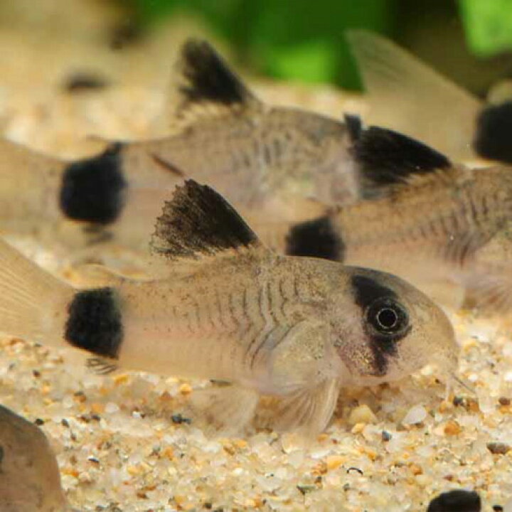 楽天市場 コリドラス パンダ 1匹 2cm程度 コリドラス 観賞魚 熱帯魚 アクアリウム 未来アクアリウム 楽天市場店 楽天市場 コリドラス パンダ 1匹 2cm程度 コリドラス 観賞魚 熱帯魚 アクアリウム 未来アクアリウム 楽天市場店
