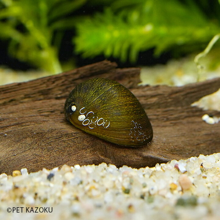 楽天市場 カバクチカノコガイ 3匹 2 3cm程度 貝 カイ アクアリウム ペット コケ取り 苔取り 未来アクアリウム 楽天市場店