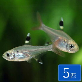 プリステラ 5匹 (2〜3cm程度) 観賞魚 魚 アクアリウム 熱帯魚 ペット