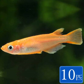 【メダカ】 楊貴妃メダカ Aグレード 10匹 (2～3cm程度) メダカ 観賞魚 アクアリウム ペット【めだか】【淡水魚】【熱帯魚】【金魚】