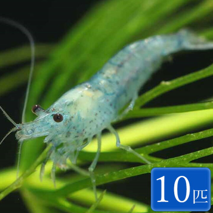 楽天市場 ブルーベルベットシュリンプ 10匹 1 1 5cm程度 シュリンプ エビ アクアリウム 熱帯魚 ペット 未来アクアリウム 楽天市場店