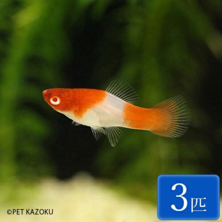楽天市場 紅白ソード 3匹 3 4cm程度 観賞魚 魚 アクアリウム 熱帯魚 ペット 未来アクアリウム 楽天市場店