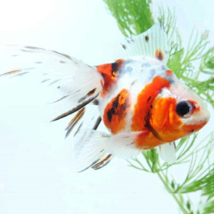 楽天市場 キャリコ 弥富 深見養魚場産 1匹 金魚 魚 観賞魚 アクアリウム ペット 未来アクアリウム 楽天市場店