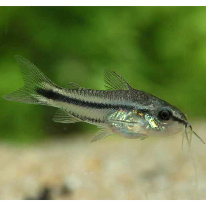 楽天市場 コリドラス ピグミー 1匹 1 1 5cm程度 観賞魚 魚 アクアリウム 熱帯魚 ペット 未来アクアリウム 楽天市場店