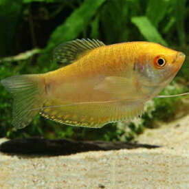 ゴールデングラミー 1匹 観賞魚 魚 アクアリウム 熱帯魚 ペット