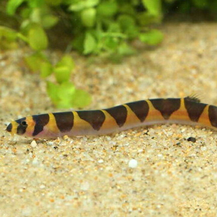 Sale 92 Off 熱帯魚 クーリーローチ 約4 5cm 6匹 Shipsctc Org
