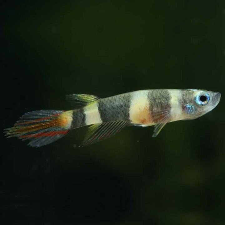 楽天市場 クラウンキリー 1匹 2cm程度 観賞魚 魚 アクアリウム 熱帯魚 ペット 未来アクアリウム 楽天市場店 楽天市場 クラウンキリー 1匹 2cm程度 観賞魚 魚 アクアリウム 熱帯魚 ペット 未来アクアリウム 楽天市場店