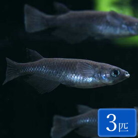 オロチ(真黒)メダカ 3匹 (2～3cm程度) メダカ めだか 魚 観賞魚 アクアリウム ペット