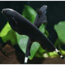 楽天市場 熱帯魚 ブラックゴーストの通販
