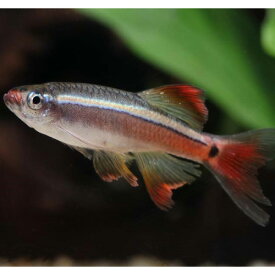 楽天市場 ロングフィン アカヒレの通販