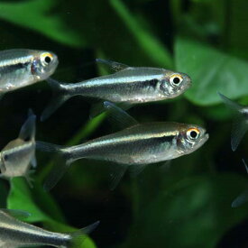 ブラックネオンテトラ 1匹 (2～3cm程度) 観賞魚 魚 アクアリウム 熱帯魚 ペット