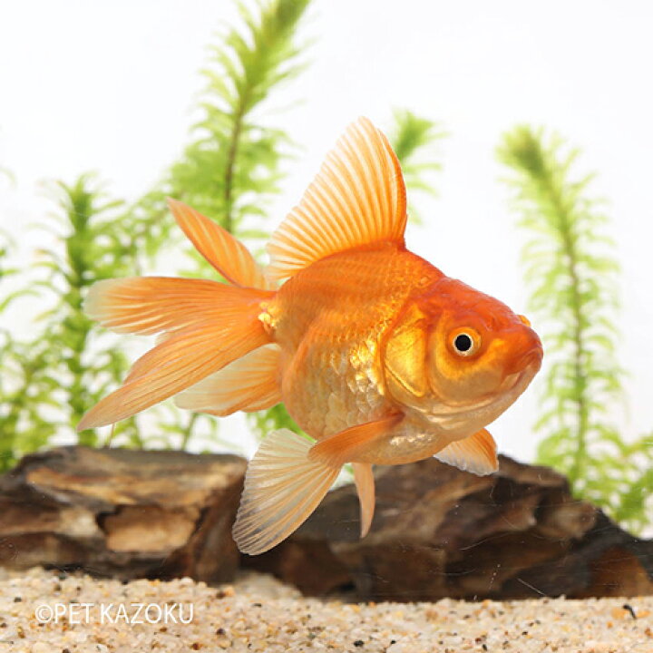 楽天市場 茶金 弥富 明二歳 大 金魚 観賞魚 アクアリウム ペット 琉金 未来アクアリウム 楽天市場店