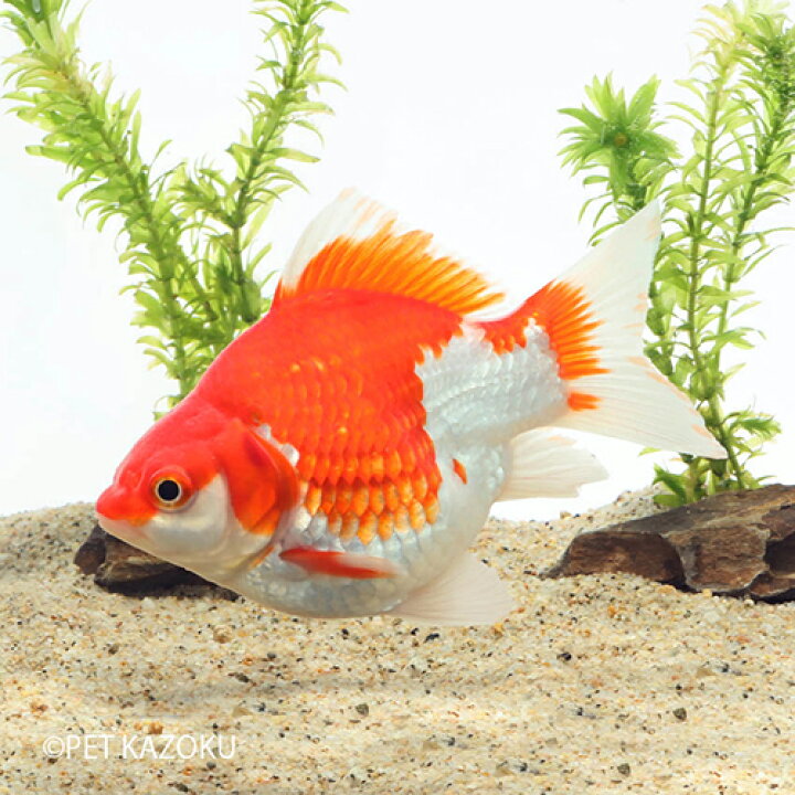 楽天市場 玉サバ 浜松 二歳 大 上物 1匹 金魚 観賞魚 変わり金魚 アクアリウム ペット 未来アクアリウム 楽天市場店