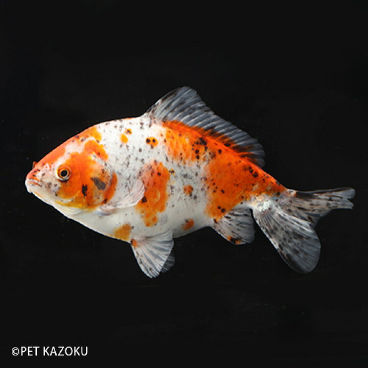 金魚 国産 キャリコ和金 三尾 四尾 浜松産 1匹 生体 未使用