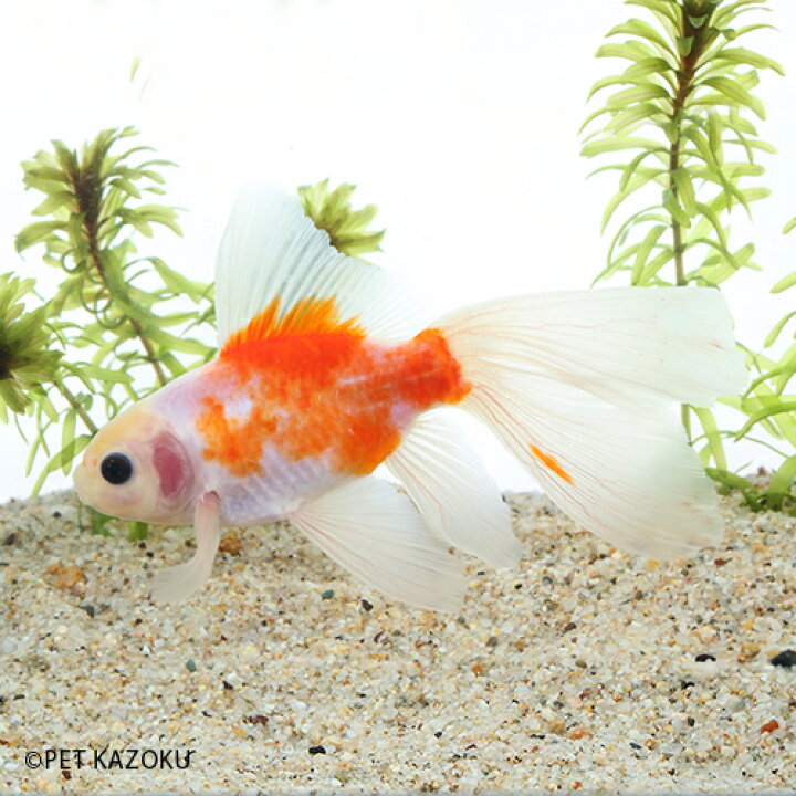 楽天市場 桜ブリストル朱文金 埼玉 二歳 1匹 金魚 朱文金 和金 観賞魚 魚 アクアリウム ペット 国産 未来アクアリウム 楽天市場店