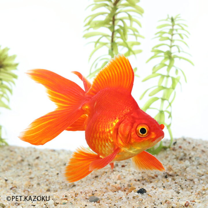 楽天市場 琉金 長野飯田 三歳上物 1匹 10 11cm程度 1匹 金魚 観賞魚 魚 アクアリウム ペット 国産 未来アクアリウム 楽天 市場店