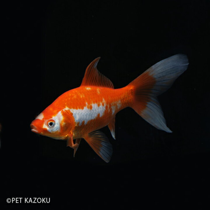 楽天市場 サラサコメット 埼玉 木村 三歳 1匹 金魚 コメット 和金 観賞魚 魚 アクアリウム ペット 国産 未来アクアリウム 楽天市場店