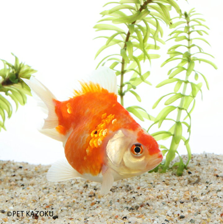 楽天市場 ショートテール桜琉金 M 1匹 金魚 琉金 観賞魚 魚 アクアリウム ペット 未来アクアリウム 楽天市場店