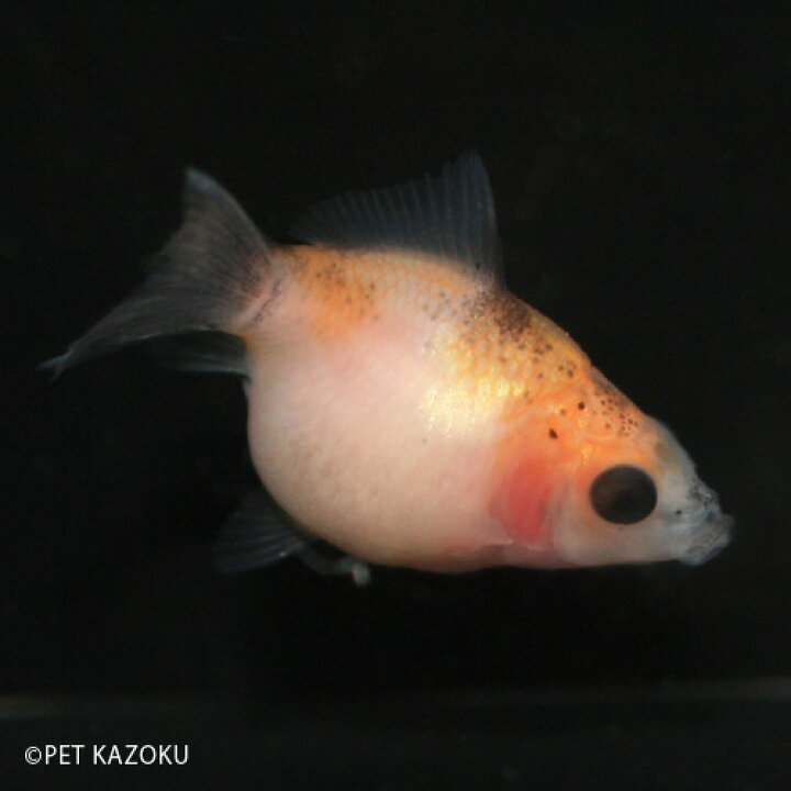 楽天市場 国産ちょうちんパール ブリーダー物 1匹 2 3cm程度 金魚 ピンポンパール 観賞魚 魚 アクアリウム ペット 国産 フナ尾 未来アクアリウム 楽天市場店