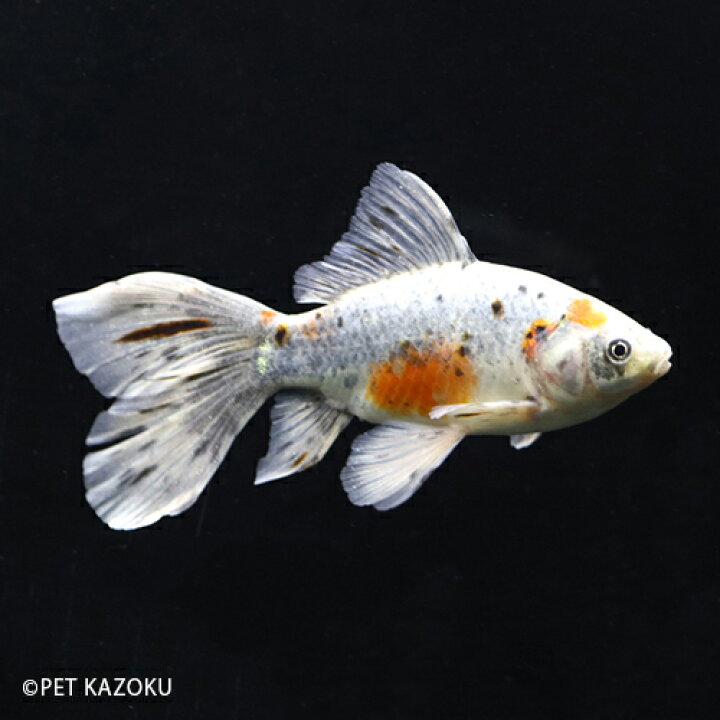 楽天市場】ブリストル朱文金(埼玉/志村) 二歳上物 (13〜14cm程度) 1匹 金魚 ランチュウ ブリストル 朱文 観賞魚 魚 アクアリウム ペット 国産 : 未来アクアリウム 楽天市場店 楽天市場】ブリストル朱文金(埼玉/志村) 二歳上物 (13〜14cm程度) 1匹 金魚 ランチュウ ブリストル 朱文 観賞魚 魚 アクアリウム ペット 国産 : 未来アクアリウム 楽天市場店