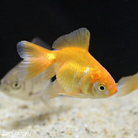 楽天市場 土佐錦 金魚の通販 楽天市場 土佐錦 金魚の通販