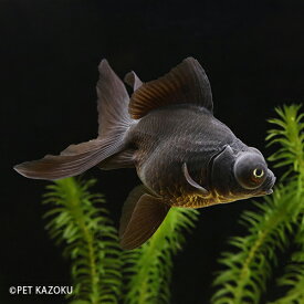 楽天市場 黒出目金 観賞魚 熱帯魚 アクアリウム ペット ペットグッズの通販