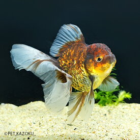 楽天市場 金魚 黒 オランダの通販