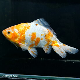 楽天市場 金魚 和金の通販