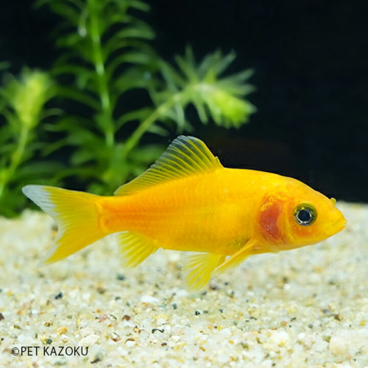 楽天市場 ゴールデンもみじ和金 埼玉 荻野 1匹 6 7cm程度 金魚 観賞魚 魚 アクアリウム ペット 国産 未来アクアリウム 楽天市場店