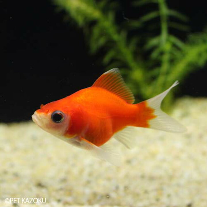 楽天市場 福だるま 弥富 Dfk01 1匹 5cm程度 金魚 観賞魚 魚 アクアリウム ペット 国産 未来アクアリウム 楽天市場店